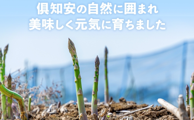 【2026年発送】 北海道 アスパラガス グリーン 1kg セット Mサイズ 春 限定 旬 朝採り 新鮮 野菜 アスパラ ギフト gift 産地直送 産直 お取り寄せ 詰め合わせ 送料無料 倶知安町