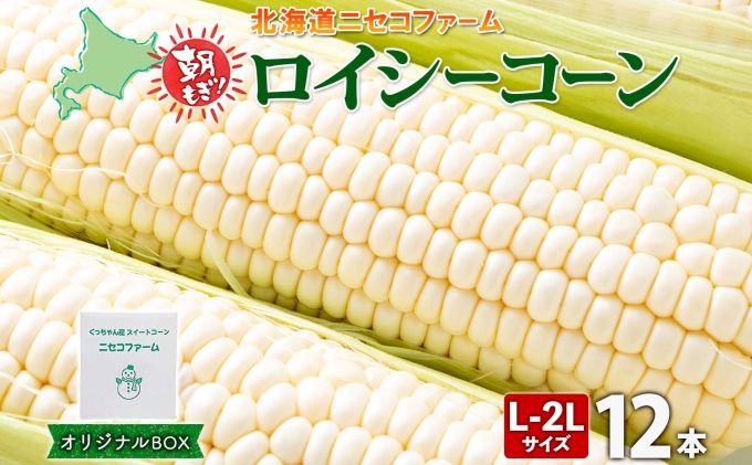 【 2026年 発送 】 北海道産 とうもろこし 計12本 L-2L サイズ