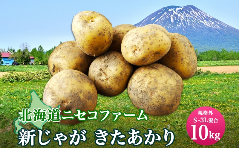 北海道産 じゃがいも きたあかり 10kg 規格外 訳あり S-3L サイズ混合 新じゃが 芋 ジャガイモ 野菜 農作物 お取り寄せ キタアカリ 馬鈴薯  ニセコファーム 送料無料 北海道: 倶知安町ANAのふるさと納税