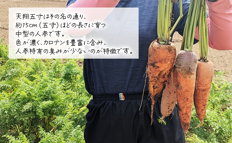 【 訳アリ 】 人参 約 10kg 9月 収穫 予定 リストファーム サイズ 混合 天翔五寸 にんじん 産地直送 野菜