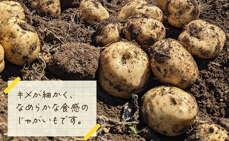 【 訳アリ 】 かぼちゃ じゃがいも 約 10kg 10月 発送 予定 リストファーム サイズ 混合 馬鈴薯 キタカムイ 南瓜 カボチャ 芋 ポテト イモ 産地直送 野菜