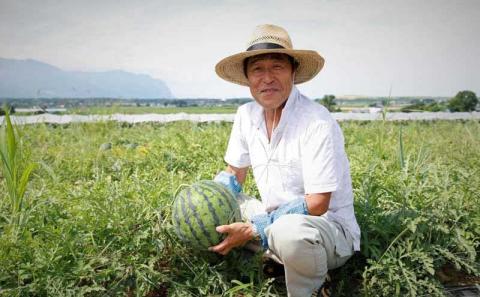 2025年 7月 出荷 先行予約 スイカ 北海道 共和町産 らいでんスイカ 大玉 約6kg フルーツ 果物 産地直送 JAきょうわ