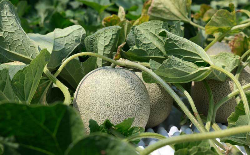 メロン 北海道 共和町産 らいでんメロン 赤肉 1玉 秀品 (化粧箱入)