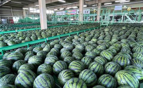 2025年 7月 出荷 先行予約 スイカ 北海道 共和町産 らいでんスイカ 大玉 約6kg フルーツ 果物 産地直送 JAきょうわ