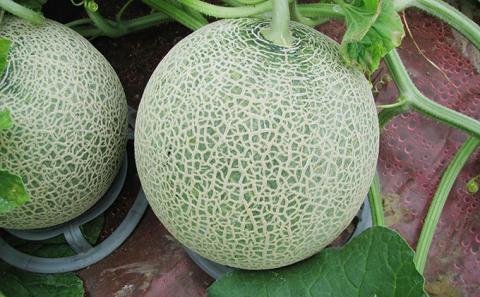 2025年 8月 出荷 先行予約 メロン 北海道 共和町産 らいでんメロン 赤・青 各1玉 セット 赤肉 青肉 詰合せ フルーツ 果物 産地直送 JAきょうわ