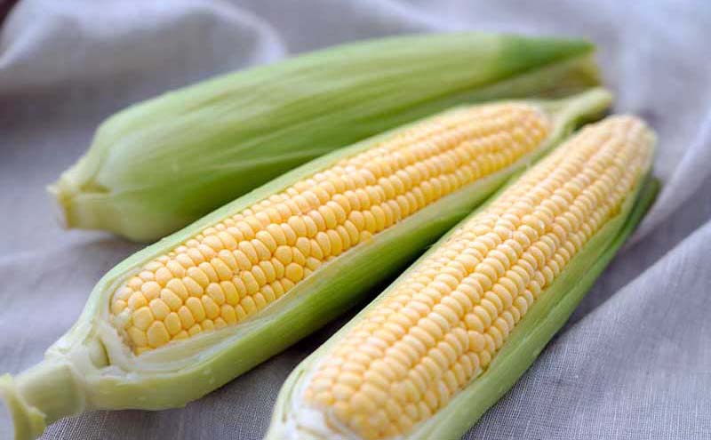 とうもろこし らいでん スイートコーン 味来 LL規格 約10kg 北海道