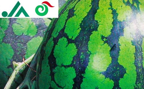 北海道共和町・旬のお届け便【4ヶ月連続】定期便 メロン スイカ アイス とうもろこし スイートコーン じゃがいも かぼちゃ チーズ