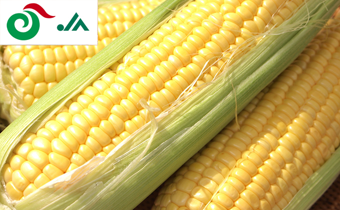 2025年 7月 出荷 先行予約 とうもろこし らいでん スイートコーン 恵味 LL 規格 約10kg 北海道 共和町 産地直送 JAきょうわ コーン めぐみ 黄色 とうきび