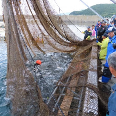 北海道とまりカブトサーモン　スライス2パック(計約300g)【配送不可地域：離島】