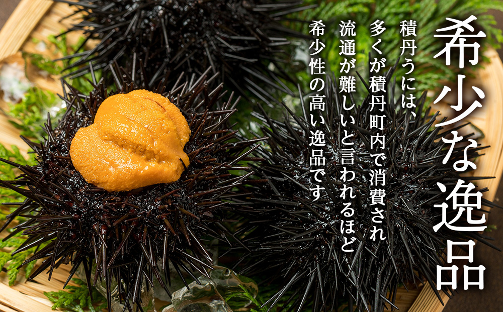 【2026年 夏発送分】 数量限定 ！ 積丹産 塩水生うに3パック 海鮮 ウニ 雲丹 塩水