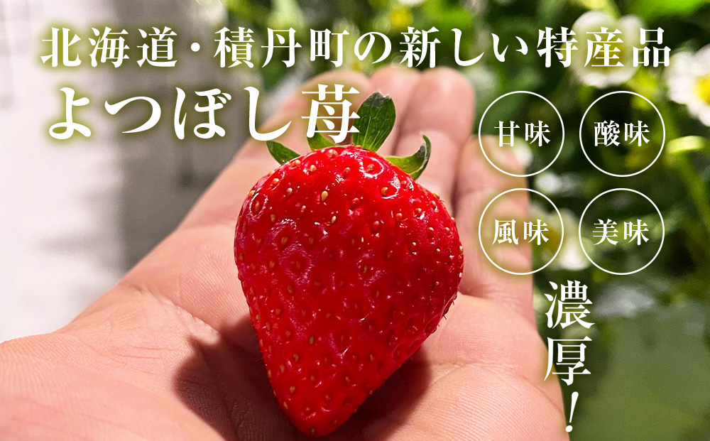 【2026年3月下旬以降発送】北海道産 完熟よつぼし苺(約250g×8パック)