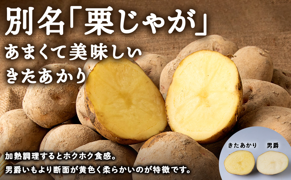 【2026年 秋 発送】積丹町産 きたあかり 5kg 数量限定 期間限定 じゃがいも 北海道 ジャガイモ 芋 いも