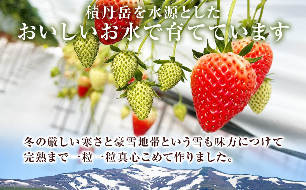 【2026年3月下旬以降発送】北海道産 完熟よつぼし苺(約250g×6パック)