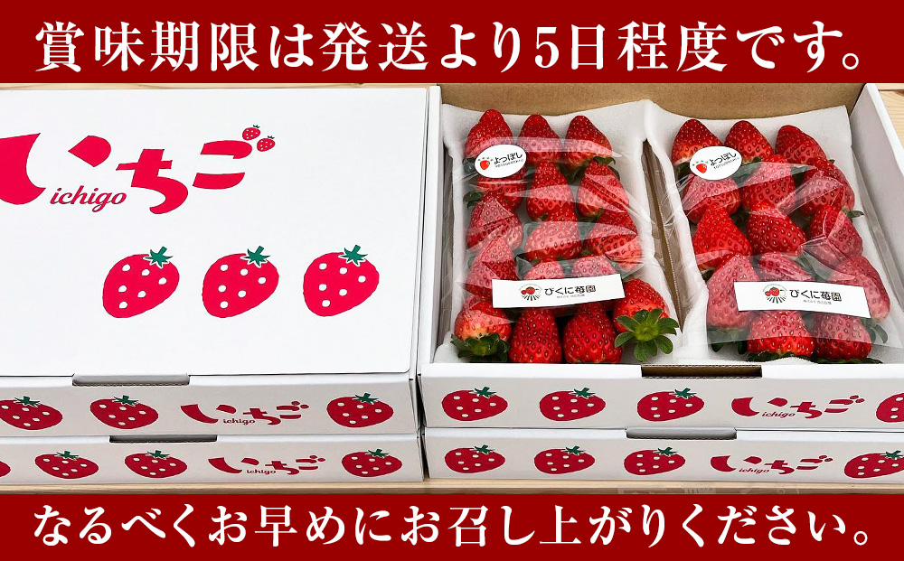 【2026年3月下旬以降発送】北海道産 完熟よつぼし苺(約250g×2パック)