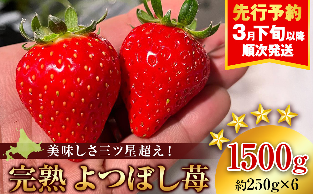 【2026年3月下旬以降発送】北海道産 完熟よつぼし苺(約250g×6パック)