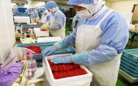 【ANA】（数量限定品）無着色たらこばら切ど～んと1.5kg