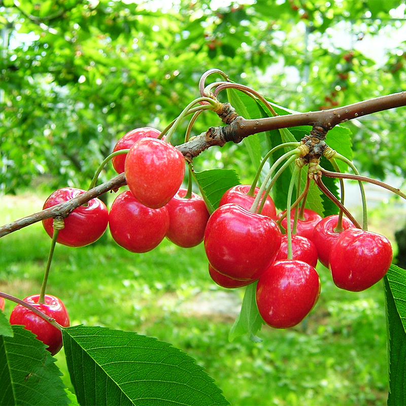 北海道仁木町 寄附のみの応援受付 10,000円コース（返礼品なし 寄附のみ10000円） 寄付 支援 応援 北海道 仁木町 [仁木町役場]