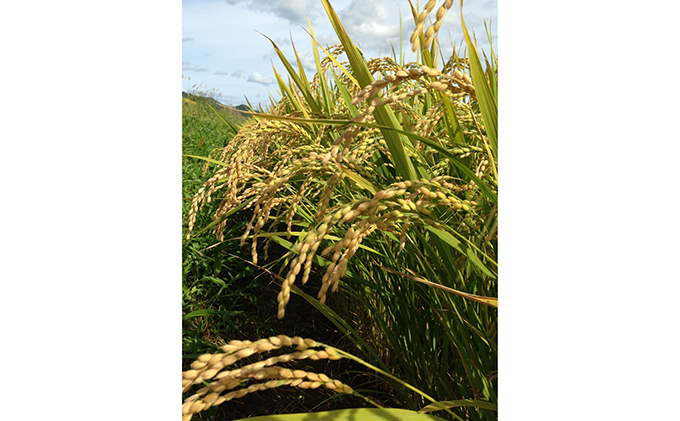 北海道 仁木町産 紅果園の産直米 特別栽培 ゆめぴりか 5kg お米 米 ご飯 ごはん こめ コメ 精米 白米 弁当 おにぎり[峠のふもと紅果園]