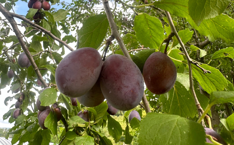 北海道仁木町産 プルーンジャム 120g×4本 [iori farm] 栽培期間中 除草剤不使用