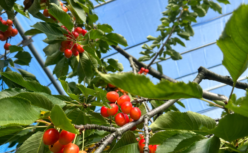 北海道仁木町産 さくらんぼジャム 120g×2本 [iori farm] 栽培期間中 除草剤不使用