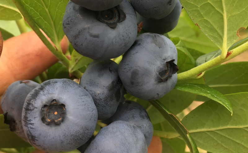 北海道仁木町産 ジャム120g×3種セット（ブルーベリー・プルーン・さくらんぼ） 栽培期間中 除草剤・化学農薬・化学肥料不使用 サクランボ プルーン ブルーベリー ジャム 果物 フルーツ 北海道 仁木町 [iori farm]