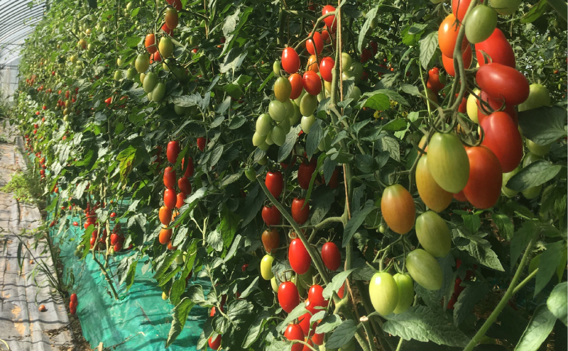 [先行受付]北海道仁木町産 ミニトマト[アイコもしくはまる玉] 3kg 栽培期間中 除草剤・化学農薬・化学肥料不使用【日付指定不可】トマト 野菜 やさい  [iori farm]