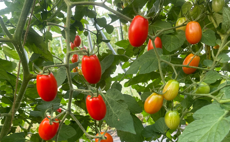 [先行受付]北海道仁木町産 完熟ミニトマト[アイコもしくはまる玉] 1.5kg 栽培期間中 除草剤・化学農薬・化学肥料不使用【日付指定不可】トマト 野菜 やさい [iori farm]