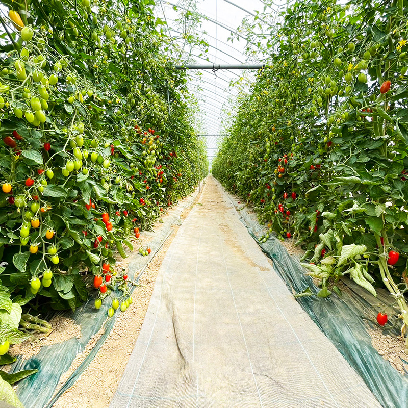 プレミアムトマトジュース 710ml×2本 【北海道 仁木町 ミニトマト トマトジュース 野菜ジュース ジュース 野菜 トマト 食塩不使用 砂糖不使用 高級 ギフト お取り寄せ 飲みやすい 濃厚 サラサラ 化粧箱】[北後志農産]