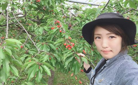 北海道 仁木町産 農業ママのさくらんぼ 800g（200g×4） 佐藤錦 または 南陽  サクランボ チェリー フルーツ 果物 果物類 仁木町 仁木 [トマップファーム]