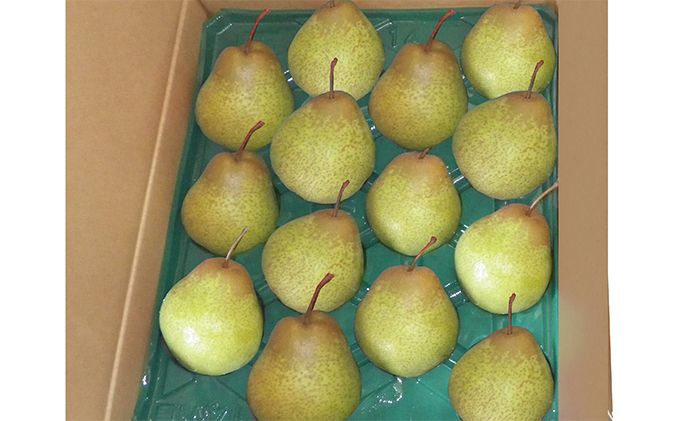 [先行受付] 北海道 仁木町産 千両梨 約5kg 梨 ナシ 果物 くだもの フルーツ 先行予約 [くだもの直売　もり園]