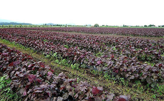 柴葉期間中農薬不使用のシソ葉を使用した シソジュース 1L×2本セット 箱入り 果実飲料 [有限会社サンユー農産]