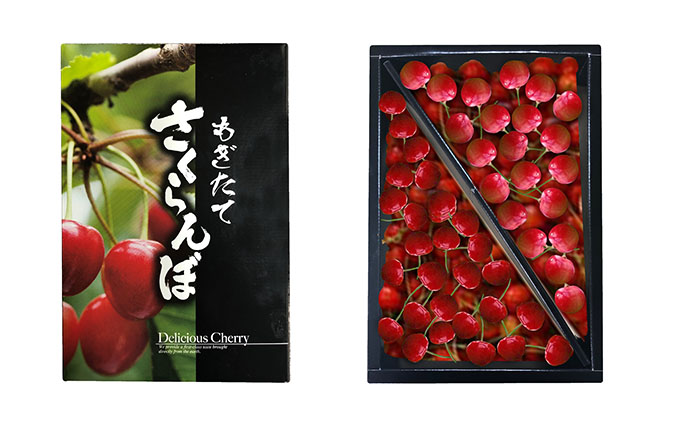 北海道 仁木町産 さくらんぼ (Lサイズ以上）800g～900g 佐藤錦 又は 紅秀峰　サクランボ チェリー フルーツ 果物 果物類 ギフト仁木町 仁木 [くだものの笠井園]