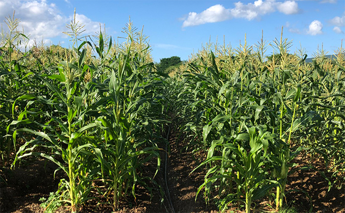 [先行受付] 北海道 仁木町産 とうもろこし 恵味ゴールド スイートコーン 11本 セット 野菜 コーン 甘い [峠のふもと紅果園]