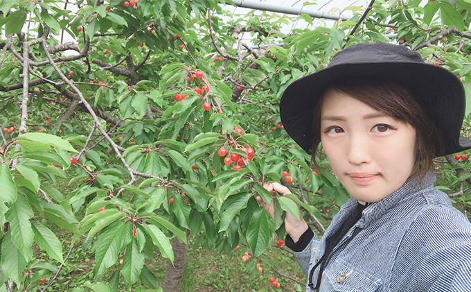 北海道 仁木町産 農業ママの加工用さくらんぼ 水門 2kg (1kg×2)   サクランボ チェリー フルーツ 果物 果物類 仁木町 仁木  [トマップファーム]