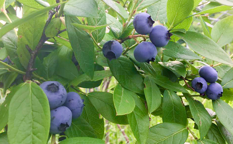 北海道仁木町産 ブルーベリージャム 120g×6本 [iori farm] 栽培期間中 除草剤不使用 果物 詰合せ セット フルーツ