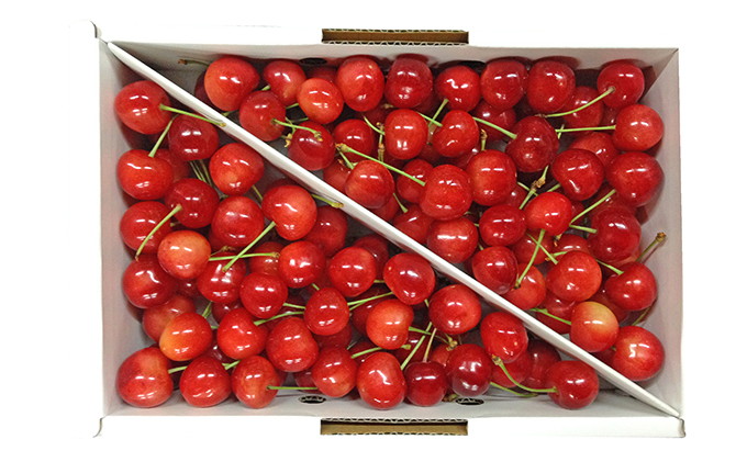 北海道 仁木町産 さくらんぼ【 佐藤錦 】又は【 紅秀峰 】バラ詰め 900g Lサイズ以上　 食後 デザート 旬の果物 サクランボ チェリー フルーツ 果物 果物類 仁木町 仁木 [峠のふもと紅果園]