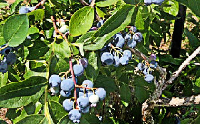 [先行受付] 北海道 仁木町産 摘みたて 完熟 生ブルーベリー 約1kg （500g×2）サイズ混載 果物 くだもの ブルーベリー フルーツ [峠のふもと紅果園]