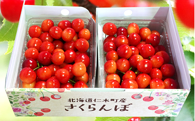 北海道 仁木町産 7月旬 さくらんぼ 1kg（500g×2） サクランボ チェリー フルーツ 果物 果物類 仁木町 仁木 [JA新おたる]