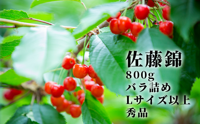 北海道産 佐藤錦 800g (200g×4パック) バラ 秀品 Lサイズ以上　朝採り 当日発送  さくらんぼ サクランボ チェリー フルーツ 果物 果物類 北海道 仁木町 仁木 [株式会社NIKI Hillsファーム]