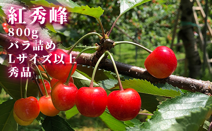 北海道産 紅秀峰 800g (200g×4パック) バラ 秀品 Lサイズ以上　朝採り 当日発送  さくらんぼ サクランボ チェリー フルーツ 果物 果物類 北海道 仁木町 仁木 [株式会社NIKI Hillsファーム]