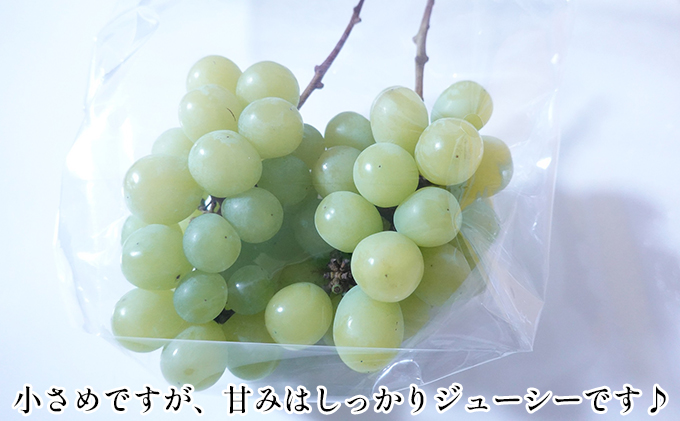 [先行受付] 北海道 仁木町産 シャインマスカット 約1.6kg 4房（1房400g前後） 果物 ぶどう フルーツ 果物類 ブドウ シャインマスカット マスカット [和田農園]