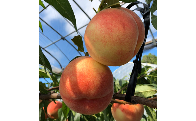 [先行受付] 北海道 仁木町産 「匠」の桃 5～6玉セット 桃 果物 もも モモ フルーツ 白桃 [株式会社 嶋田茂農園匠]