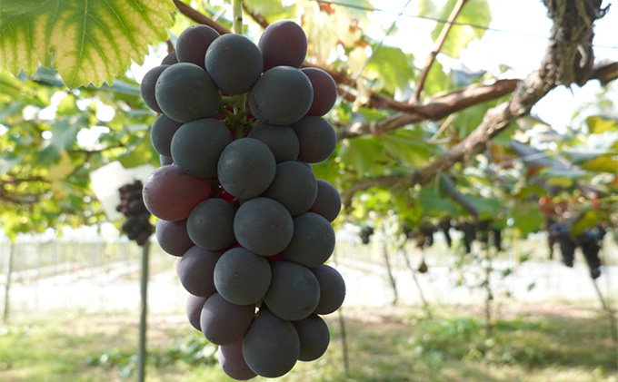 [先行受付] 北海道 仁木町産 葡萄の王様『 巨峰 』1房（500g以上） ぶどう ブドウ 果物 くだもの フルーツ 旬の果物 産地直送 北海道産 [いとう農園]