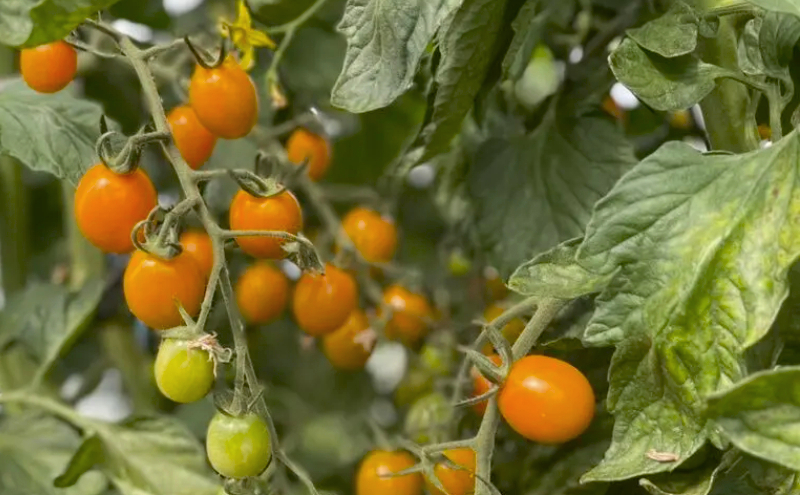 [野菜ソムリエサミット銀賞] この甘さフルーツ級?! ミニトマト 1kg ピッコラカナリア （オレンジ）北海道仁木町産 トマト 野菜 やさい おやつ [3N株式会社]