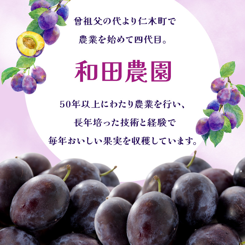 [先行受付] 【9月後半～10月発送】北海道 仁木町産 おすすめプルーン1.6kg（400g×4パック） 果物類 果物 くだものフルーツ 果物詰合せ プルーン [和田農園]