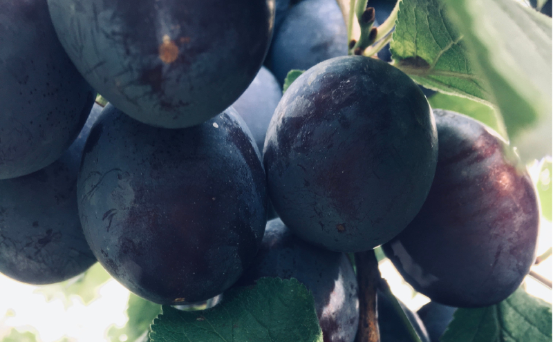 北海道仁木町産 プルーンジャム 120g×2本 [iori farm] 栽培期間中 除草剤不使用