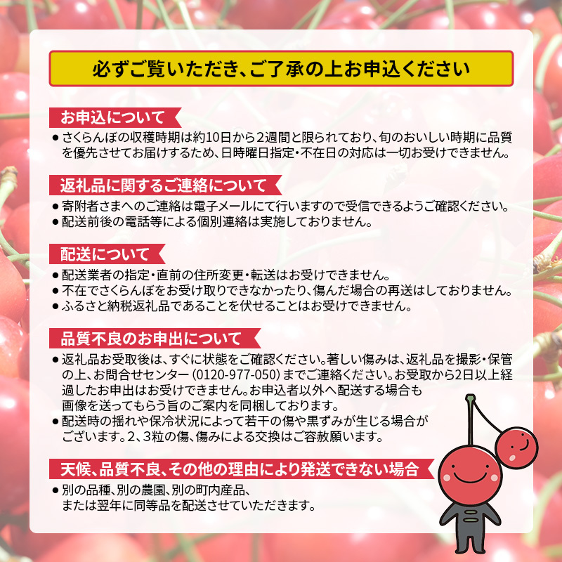先行受付 北海道 仁木町産 さくらんぼ 南陽 360g （180g×2パック） Lサイズ以上 旬 桜桃 産地直送 サクランボ チェリー フルーツ 果物 果物類 仁木町 仁木 [松山商店]