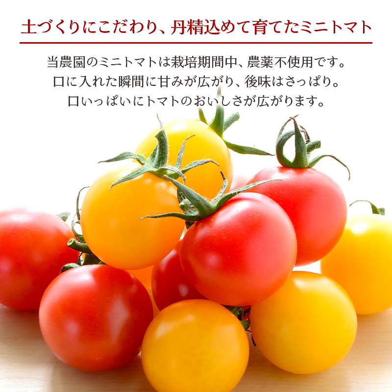 北海道 仁木町産 高糖度 ミニトマト 【エコスイートレモン(新品種)&エコスイートのMIX】1.2kg×4箱 [栽培期間中 農薬・化学肥料不使用、除草剤不使用] サイズ混載 2025年産 [Farm Watanabe]