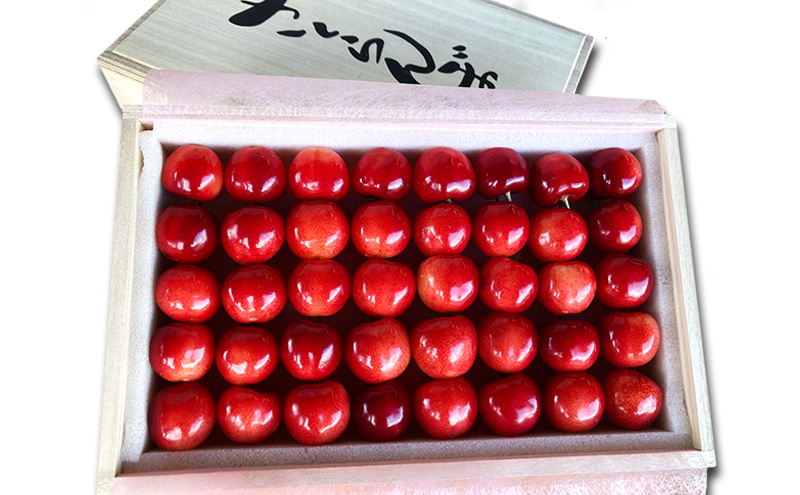 北海道 仁木町産 さくらんぼ【 佐藤錦 】一段並べ 桐箱入り 500g 2Lサイズ以上　食後 デザート 旬の果物 サクランボ チェリー フルーツ 果物 果物類 ギフト 贈答品 仁木町 仁木 [峠のふもと紅果園]