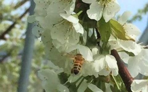 北海道 仁木町産 さくらんぼ【 月山錦 】一段並べ 桐箱入り 500g 2Lサイズ以上　食後 デザート 旬の果物 サクランボ チェリー フルーツ 果物 果物類 ギフト 贈答品 仁木町 仁木 [峠のふもと紅果園]